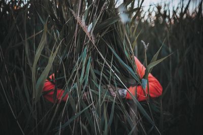 Close-up of person hugging plants