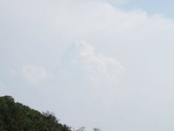 Low angle view of trees against sky