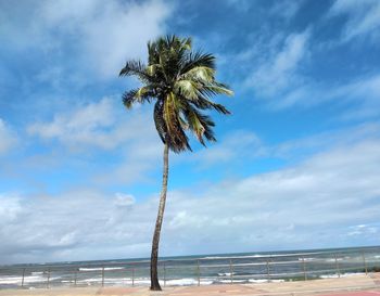 Low angle view of coconut palm trees on field against sky