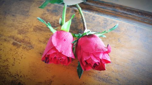 High angle view of pink flowers on table