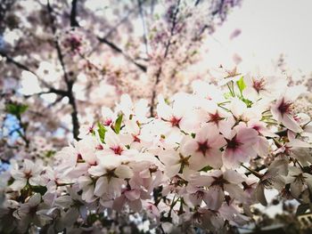 Close-up of pink cherry blossoms in spring