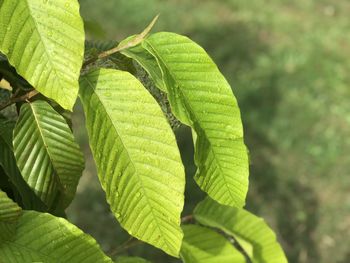 Close-up of green leaves on plant