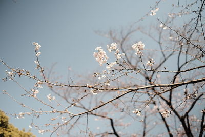 Low angle view of apple blossoms in spring