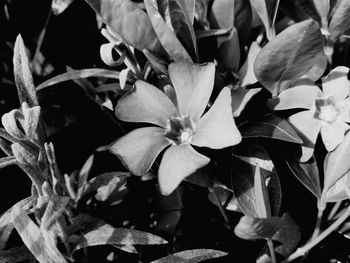 Full frame shot of plants