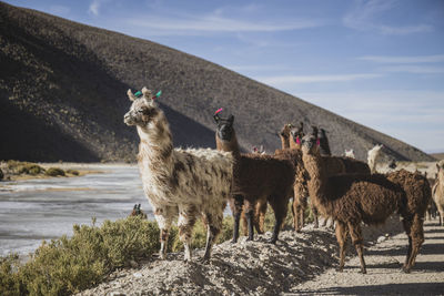 Animal standing on field against sky