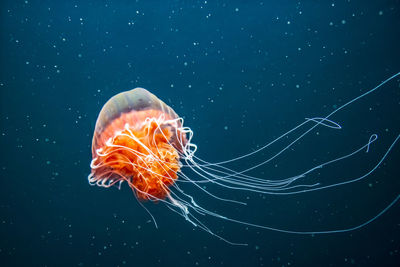 Close-up of jellyfish swimming in sea