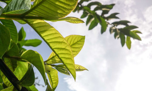 Low angle view of leaves