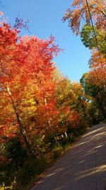 Autumn leaves on tree