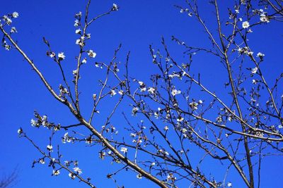 Low angle view of flower tree against clear blue sky