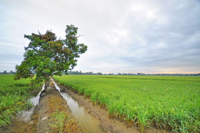 Scenic view of rice paddy against cloudy sky