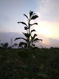 Silhouette plant on field against sky during sunset