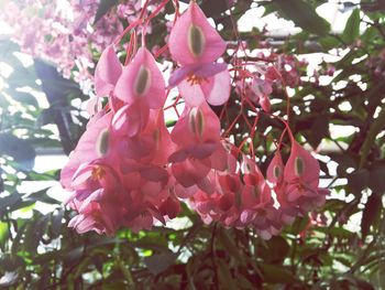 Close-up of pink flowers on tree