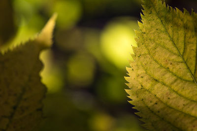 Close-up of leaf during autumn