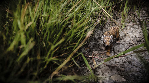 Portrait of cat on grass