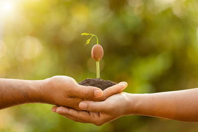 Close-up of hand holding small plant