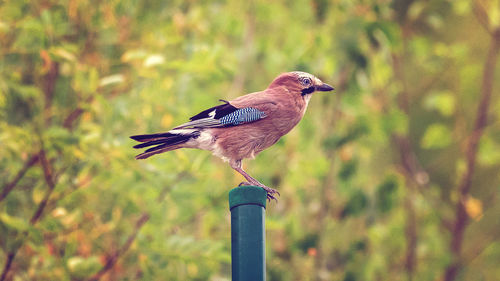 Close-up of bird perching on plant