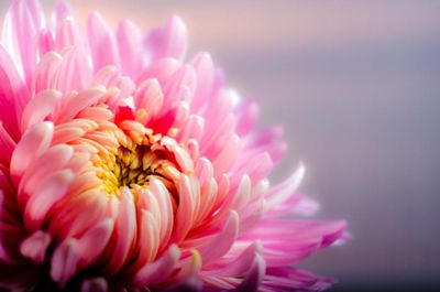 Close-up of pink flower