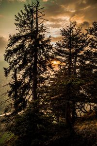 Silhouette trees in forest during sunset