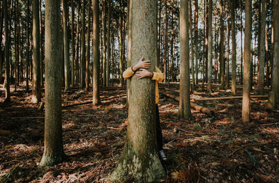 View of trees in forest