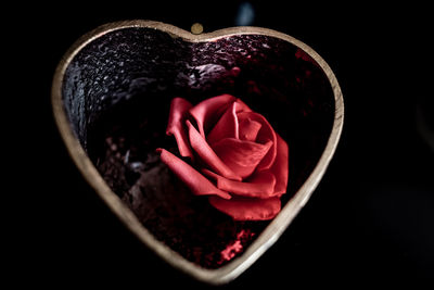 Close-up of red rose in black background