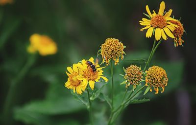 Close-up of yellow flowering plant