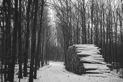 Trees on snow covered field during winter