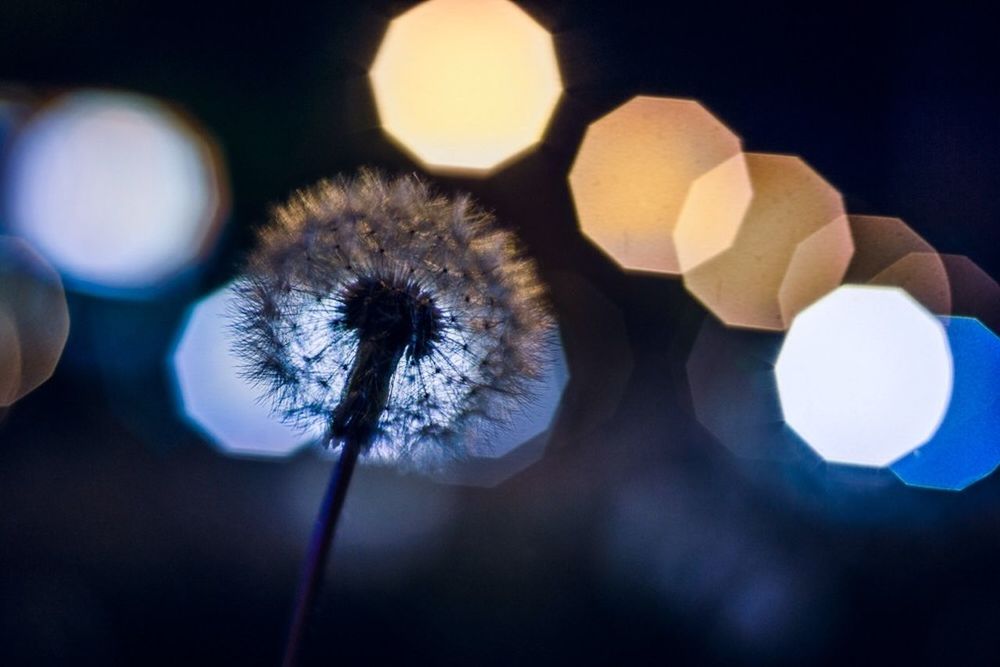 dandelion, fragility, close-up, flower, focus on foreground, beauty in nature, growth, nature, sky, flower head, freshness, low angle view, night, no people, outdoors, white color, softness, selective focus, stem, dusk