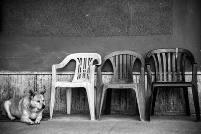 Cat sitting on chair against wall