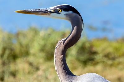 Close-up of bird against blurred background