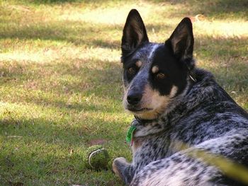 Close-up of dog on field