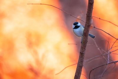 Close-up of bird perching on tree during sunset