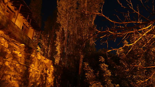 Low angle view of illuminated tree at night