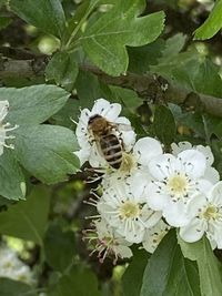 Close-up of white flowering plant