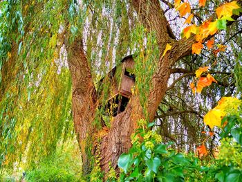 Low angle view of lizard on tree