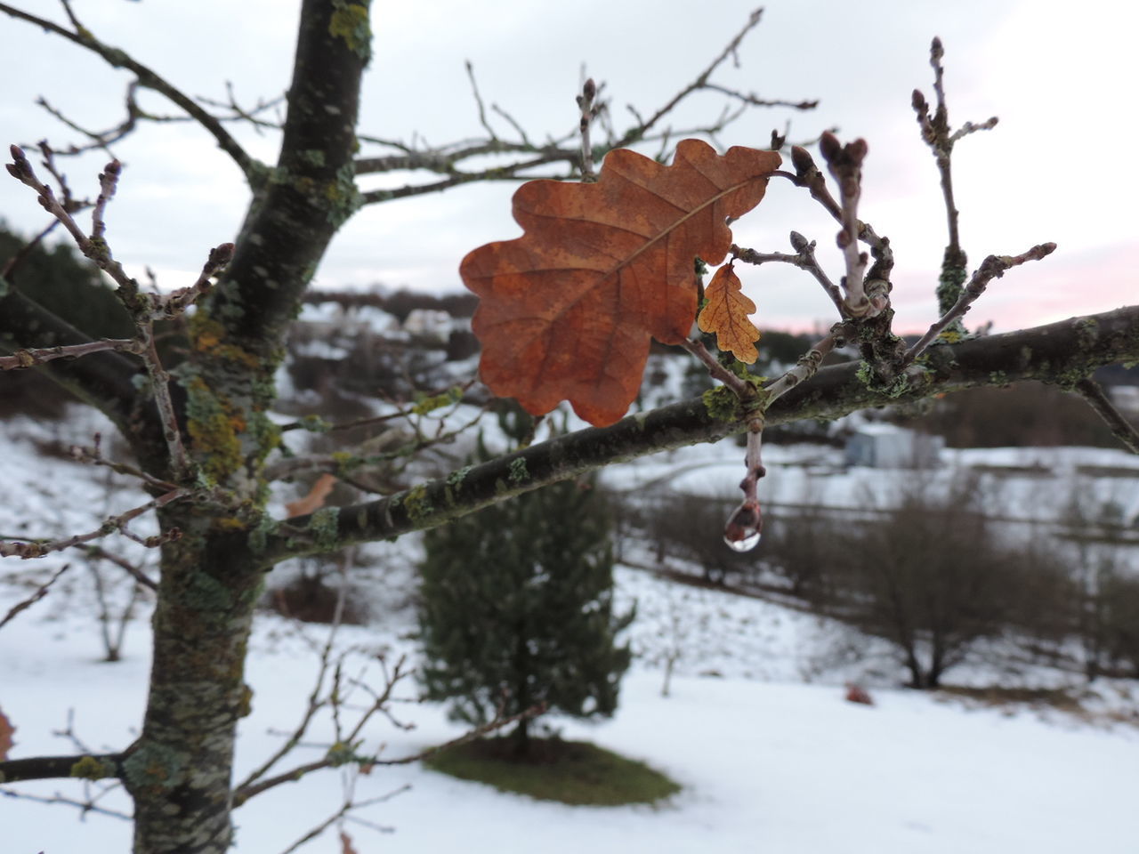 CLOSE-UP OF FROZEN BARE TREE DURING WINTER