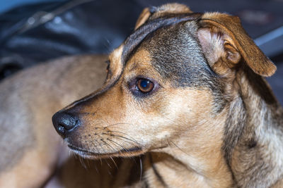 Close-up portrait of dog