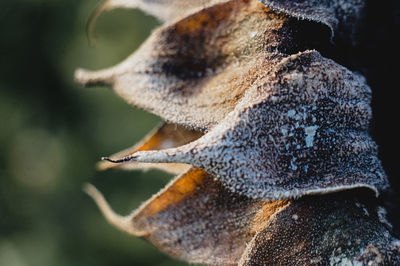 Close-up of an animal