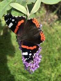 Close-up of butterfly pollinating on purple flower