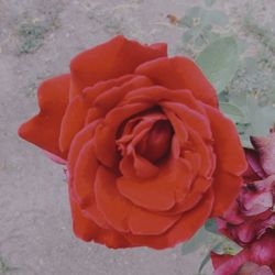 Close-up of rose blooming outdoors