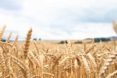 Wheat field against sky