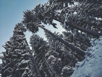 Low angle view of trees against sky during winter