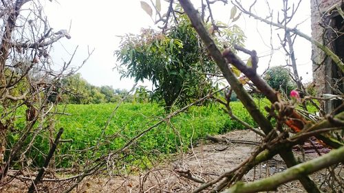 Low angle view of tree against sky