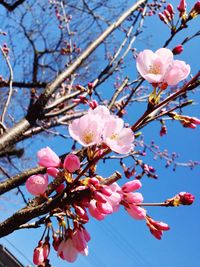 Low angle view of pink flowers blooming in park