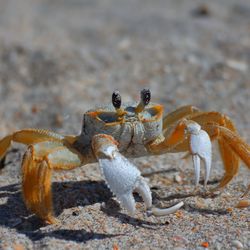 Close-up of crab on sand