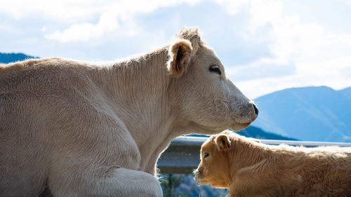 Cows in a farm against sky