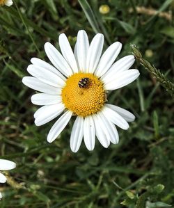 Close-up of white daisy flowers