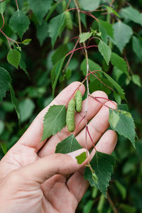 Close-up of hand holding leaves