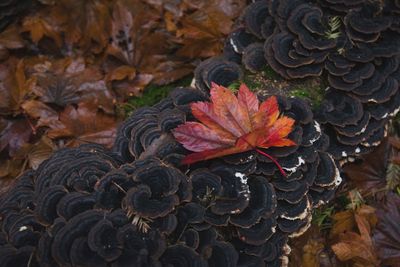 High angle view of maple leaf during autumn