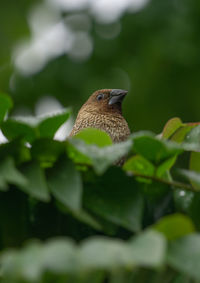 Close-up of bird perching on plant