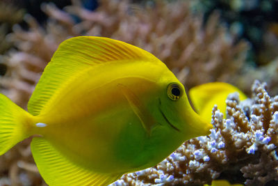 Close-up of yellow fish in sea